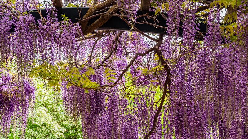 Chinese Wisteria