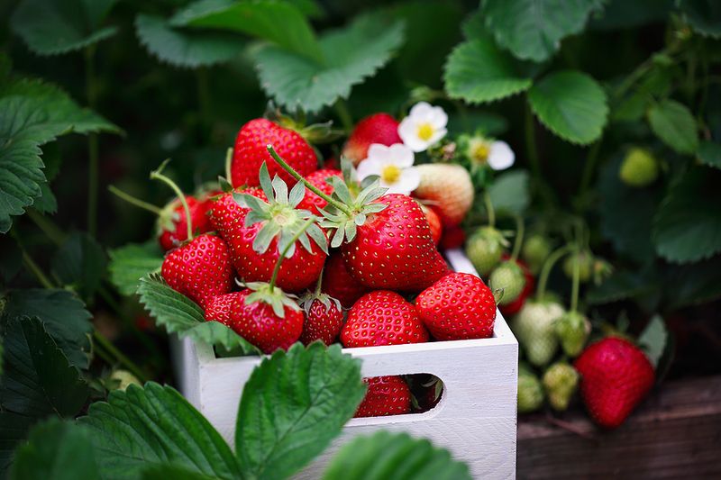 Strawberries