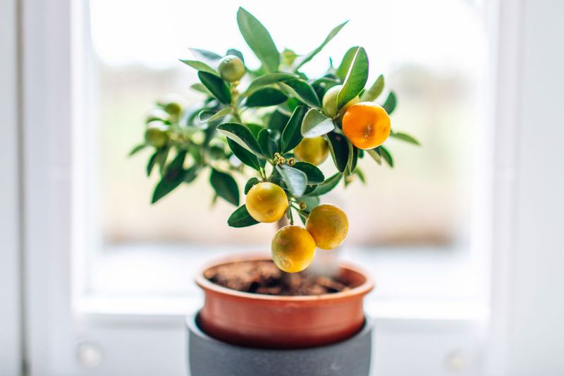 Dwarf Citrus (Lemons, Limes, Calamondin)
