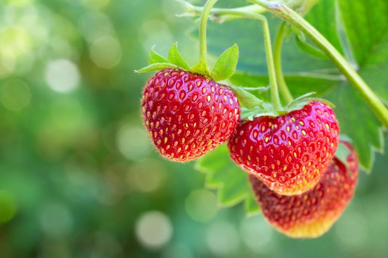 Strawberry Plant