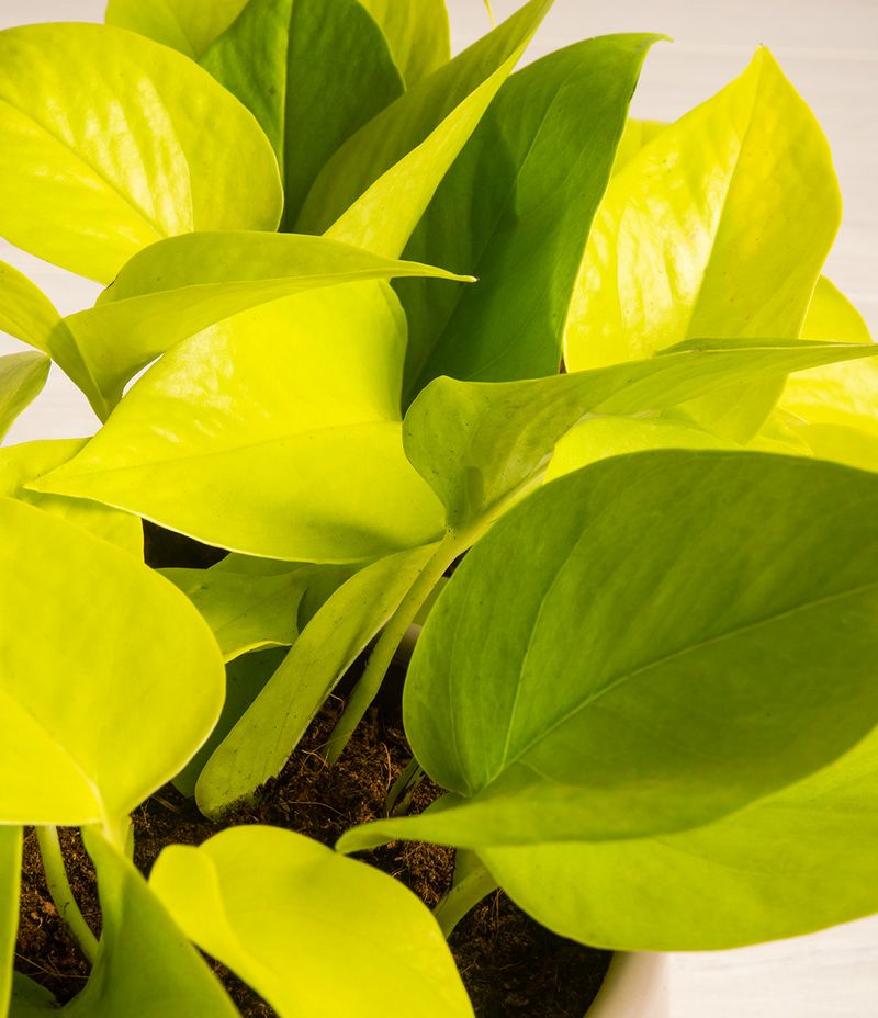 Pothos 'Neon'