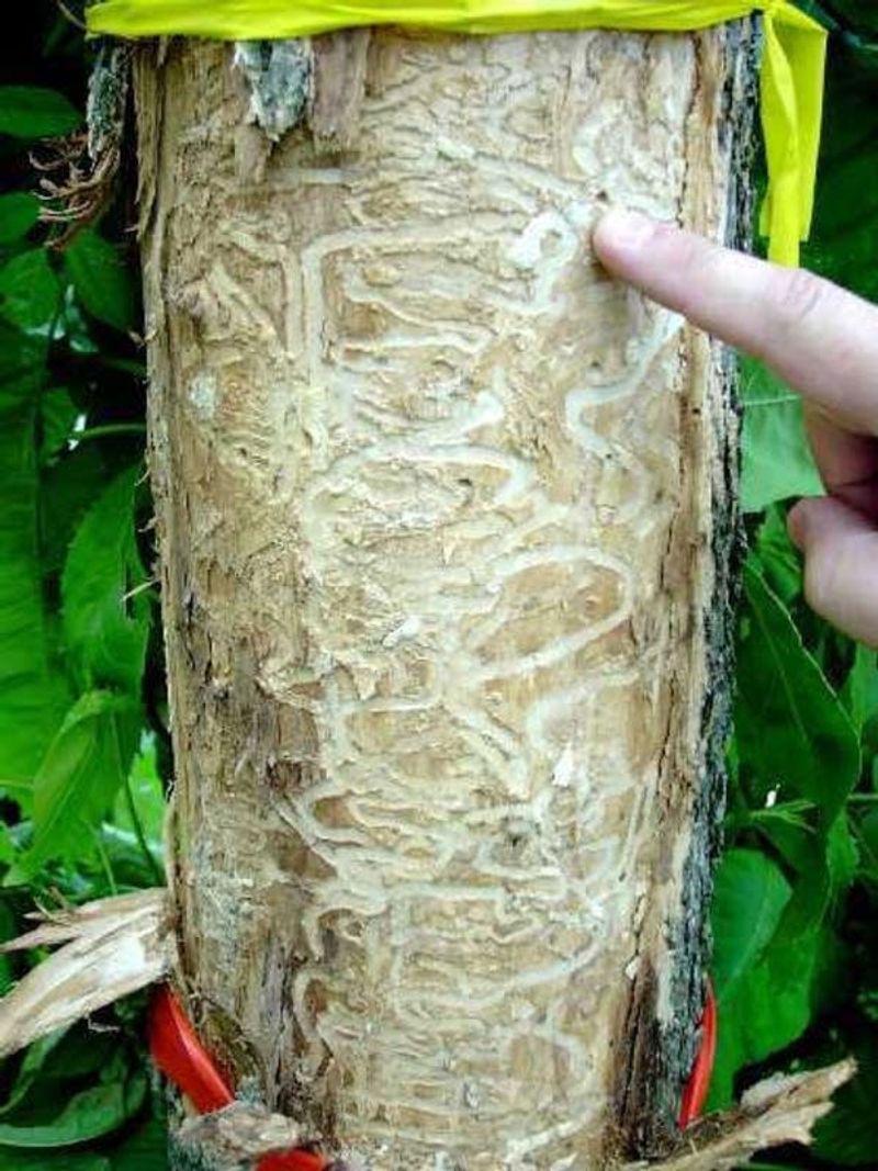 Emerald Ash Borer Invasion