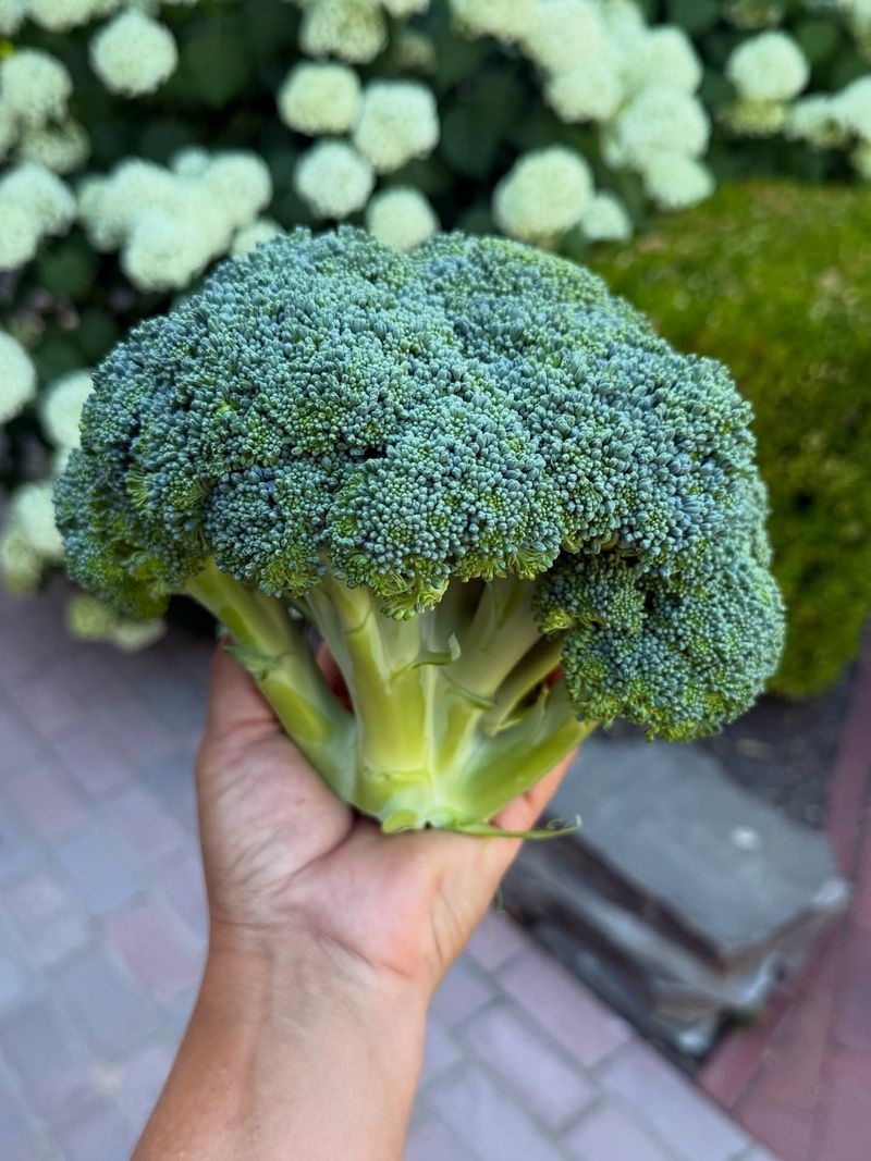 Broccoli