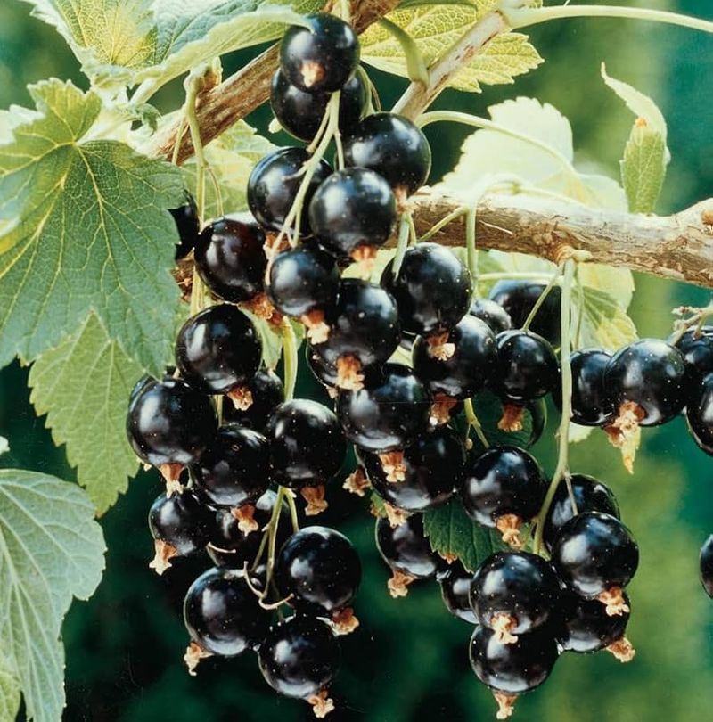 Black Currants