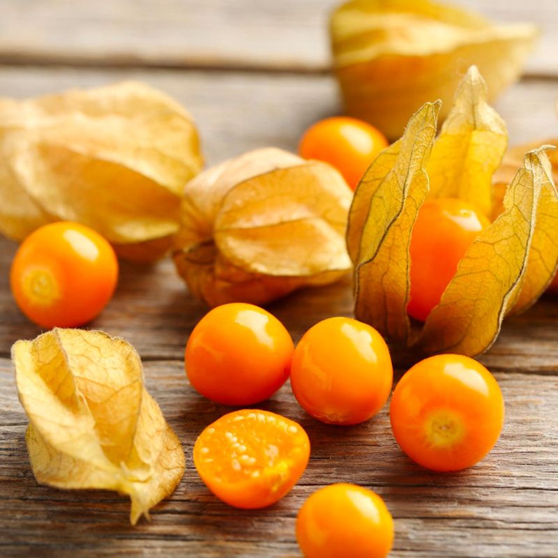 Aunt Molly’s Ground Cherry
