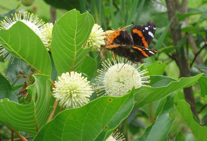 Buttonbush (Cephalanthus occidentalis)
