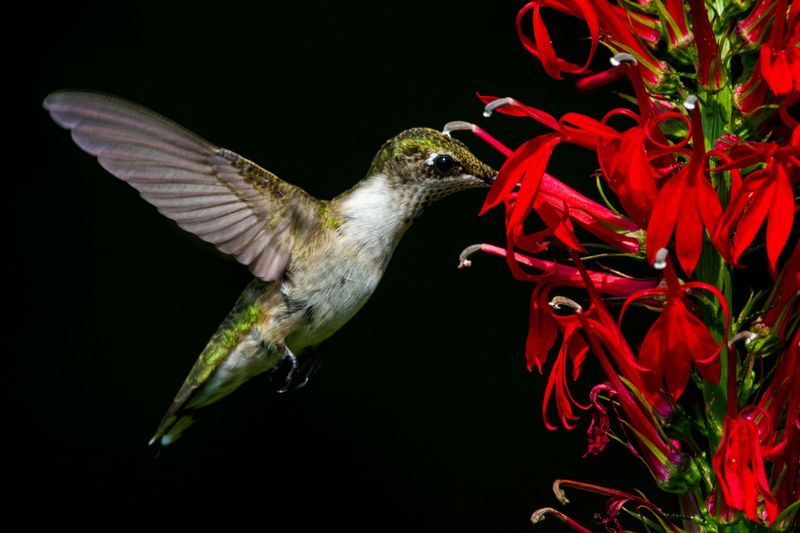 Hummingbirds
