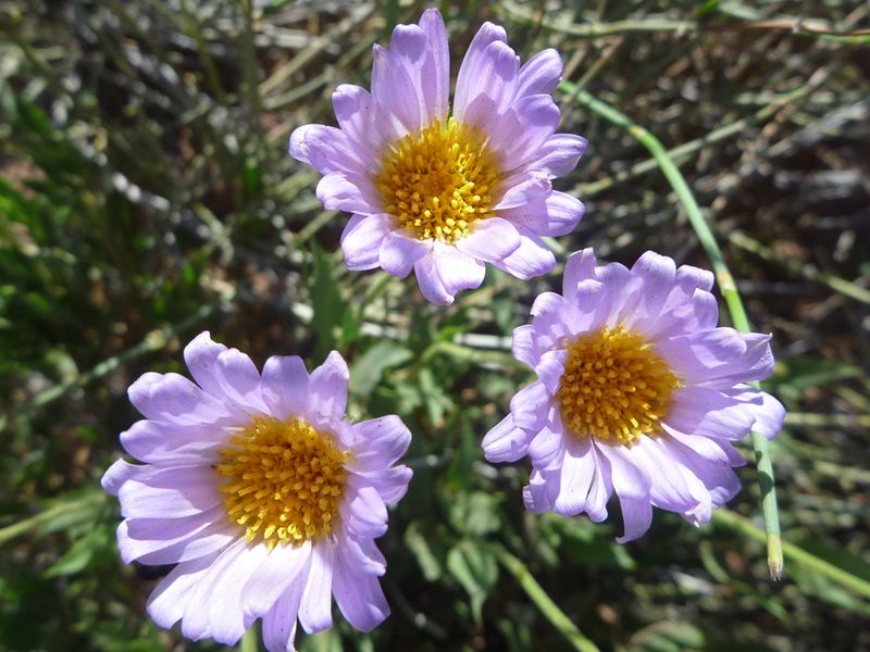Mojave Aster