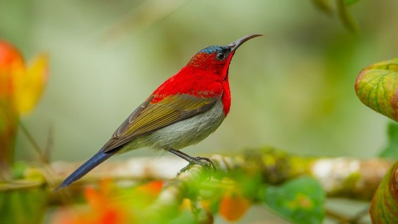 Crimson Sunbird