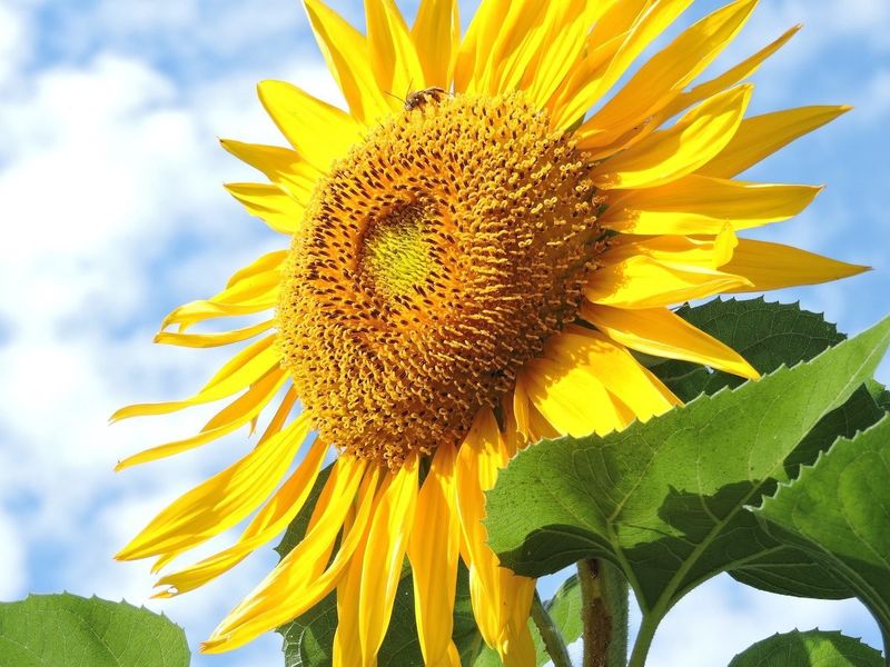Sunflowers (Helianthus)