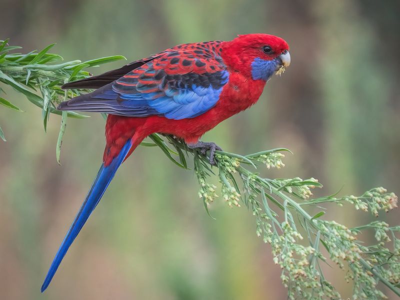 Crimson Rosella