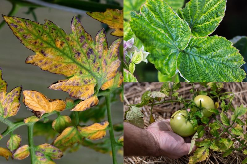 Plants Failing to Respond to Adequate Water and Sunlight