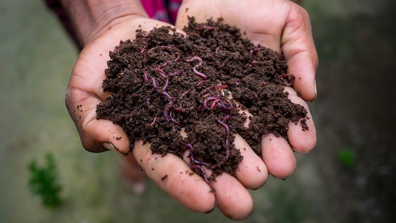 Vermiculture (Worm Farming)