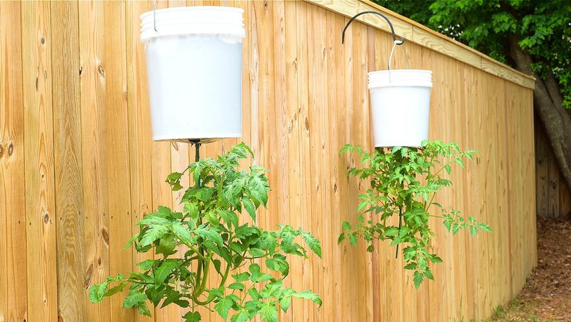 Upside-Down Tomato Planter