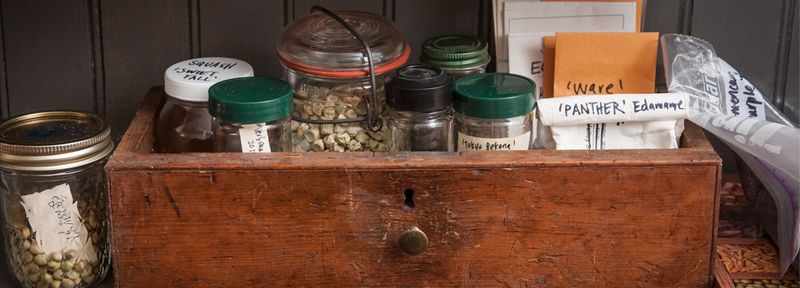 Collecting and Storing Seeds