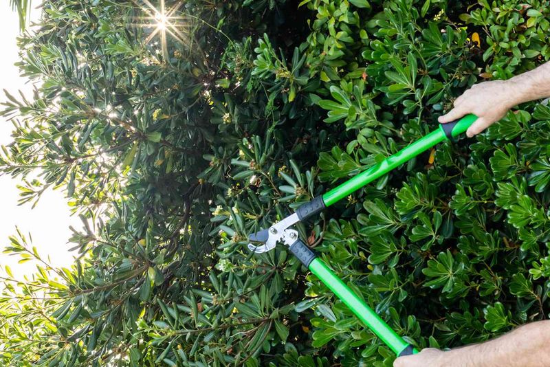 Pruning Overgrown Shrubs