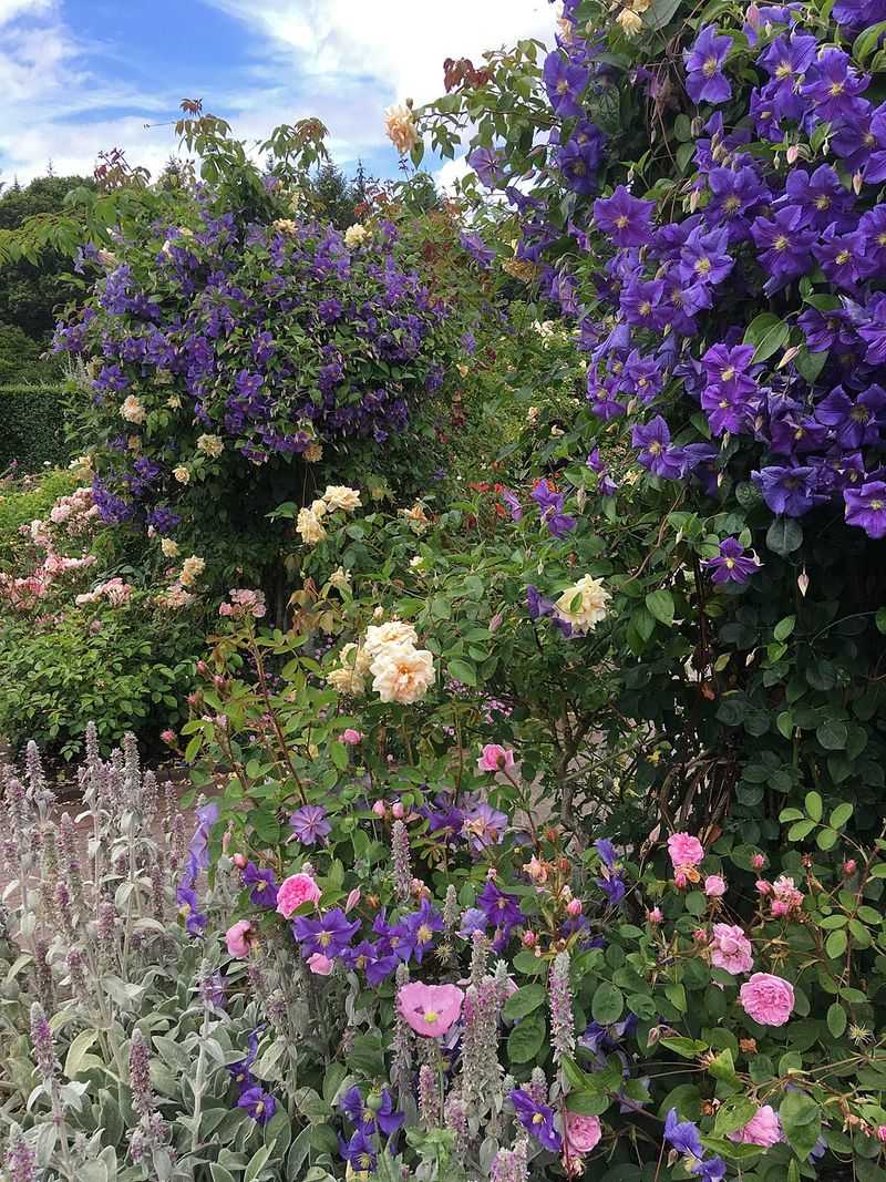 Incorporate Companion Planting