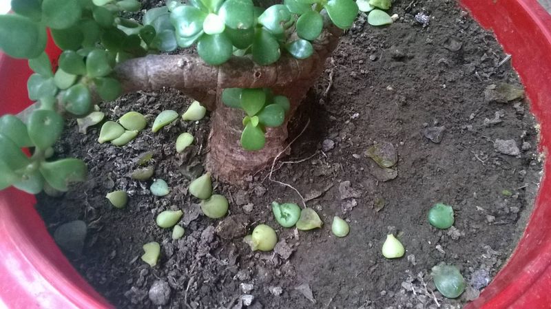 Dealing with Leaf Drop