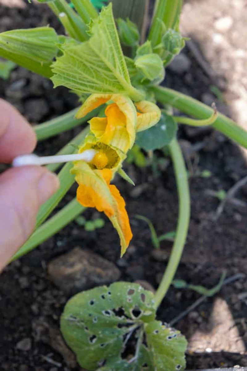Hand-Pollinating Squash Flowers