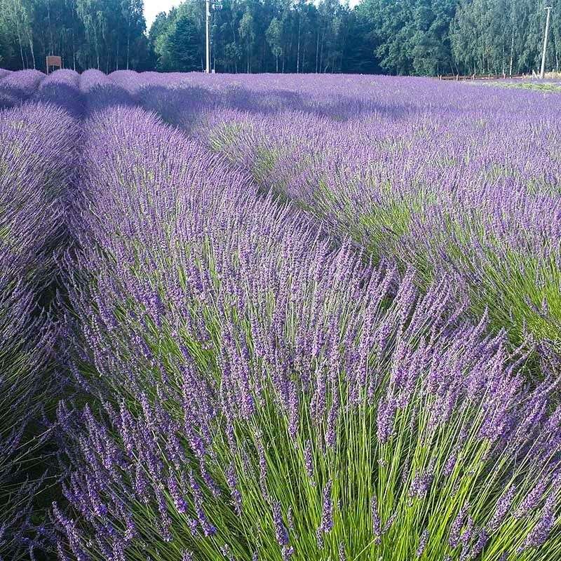Unyielding Lavender