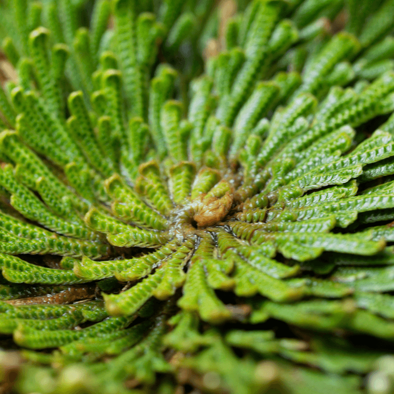 Rose of Jericho (Selaginella lepidophylla)