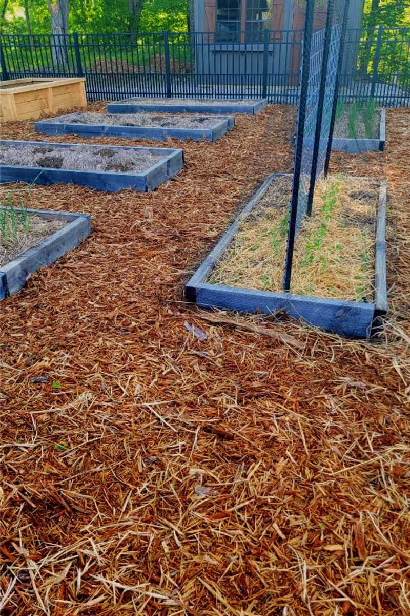 Suppresses Weed Growth