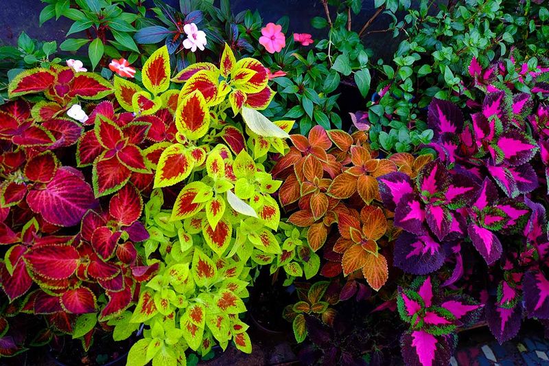 Coleus (Plectranthus scutellarioides)