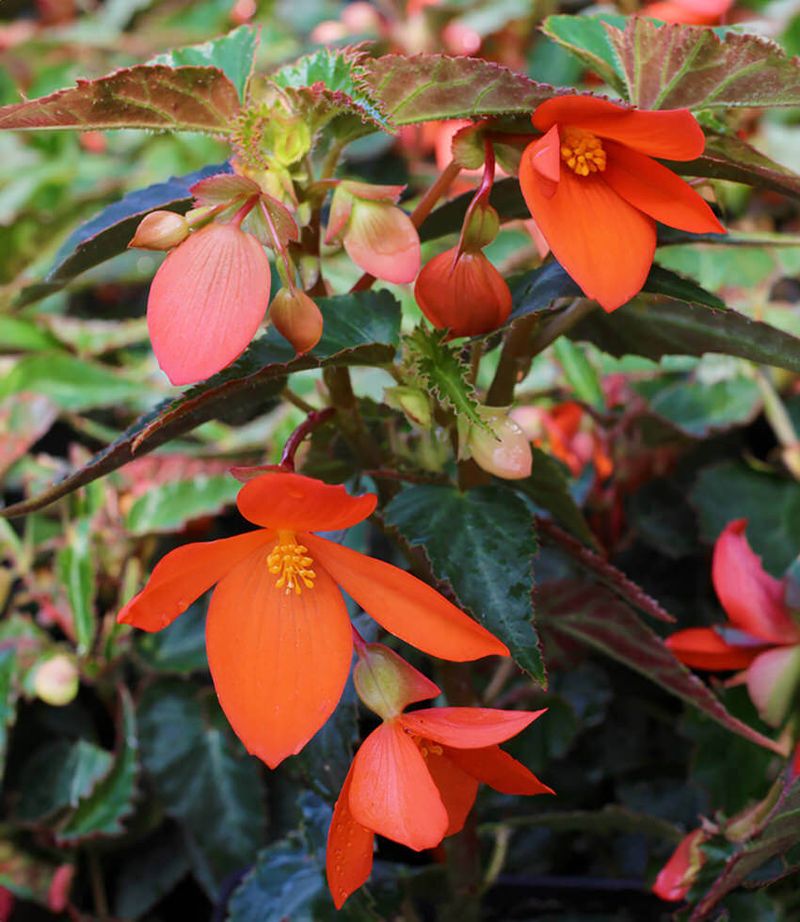 Bolivian Begonia