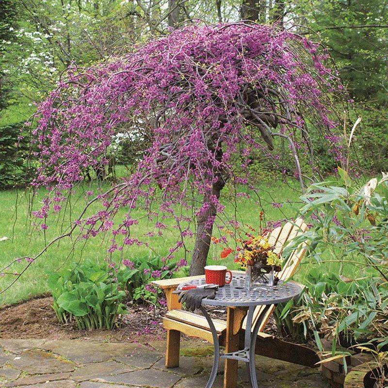 Lavender Twist Redbud