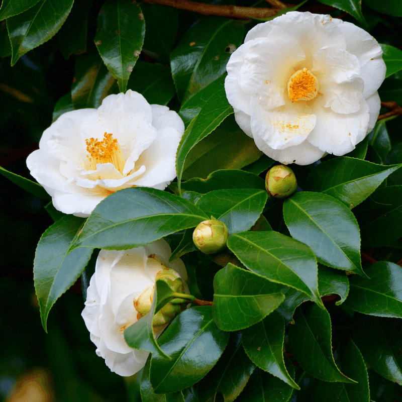 Camellia