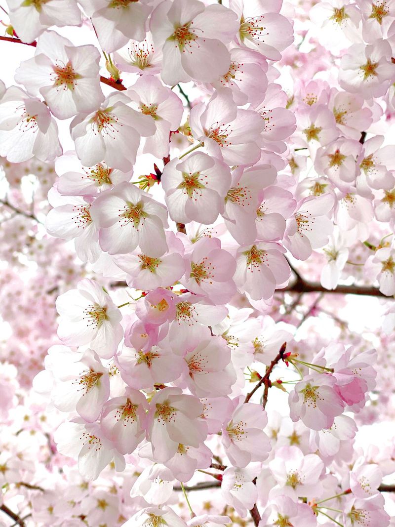 Cherry Blossoms - Breathtaking but Brief
