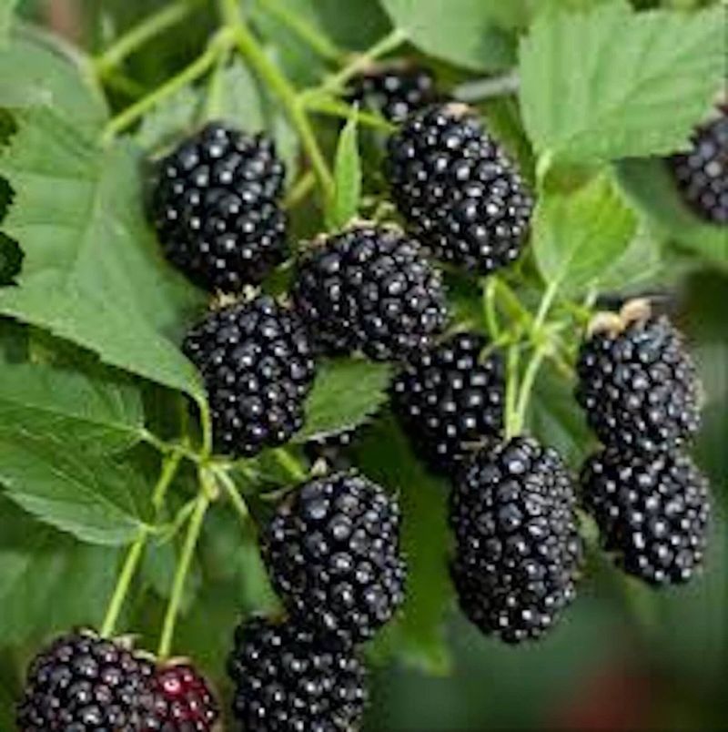 Berry Bushes (Raspberries, Blackberries)