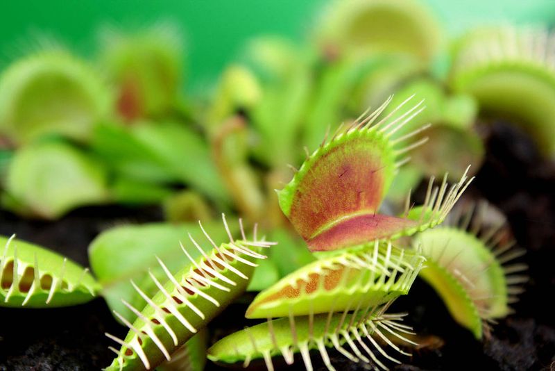 Venus Flytrap (Dionaea muscipula)