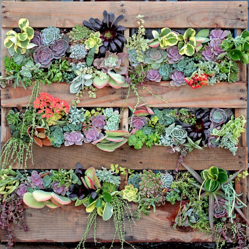 Vertical Gardens with Drought-Resistant Plants