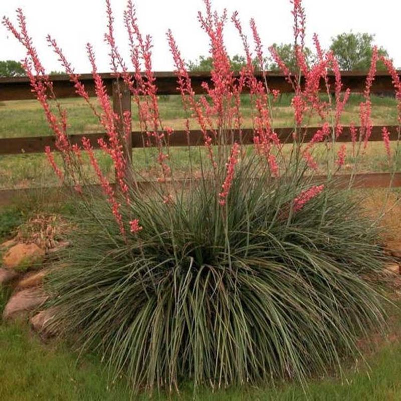 Red Yucca (Hesperaloe parviflora)