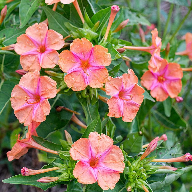 Four O’Clocks (Mirabilis jalapa)