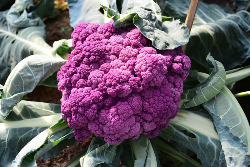Purple Cauliflower