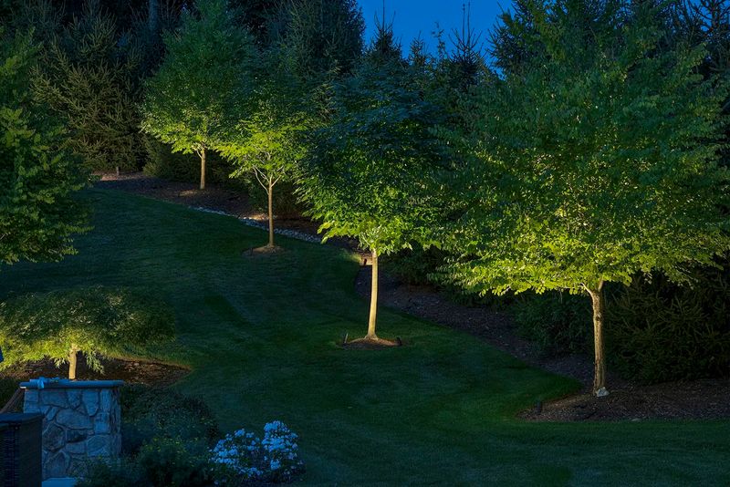 Uplighting For Trees