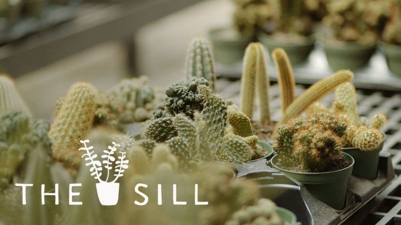 Happy Houseplants: Caring for Your Plants (Skillshare)