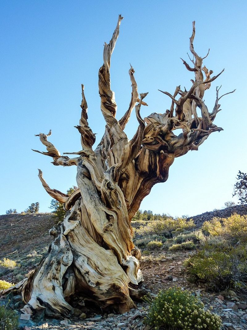 Some Roots Can Live for Thousands of Years
