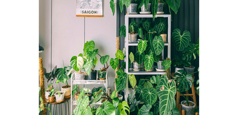 Grouping Plants Increases Humidity Naturally