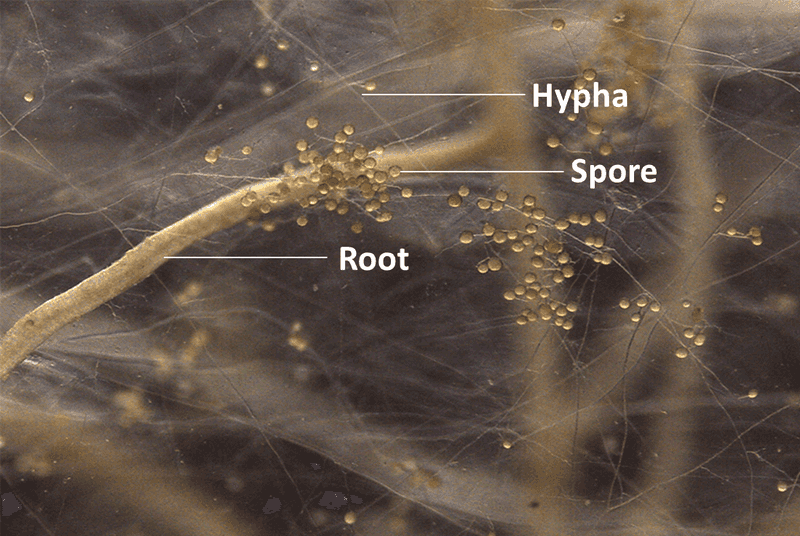Roots Team Up With Helpful Fungi Partners