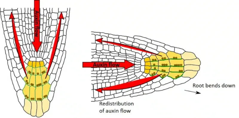 Roots Can Sense Gravity and Always Know Which Way Is Down