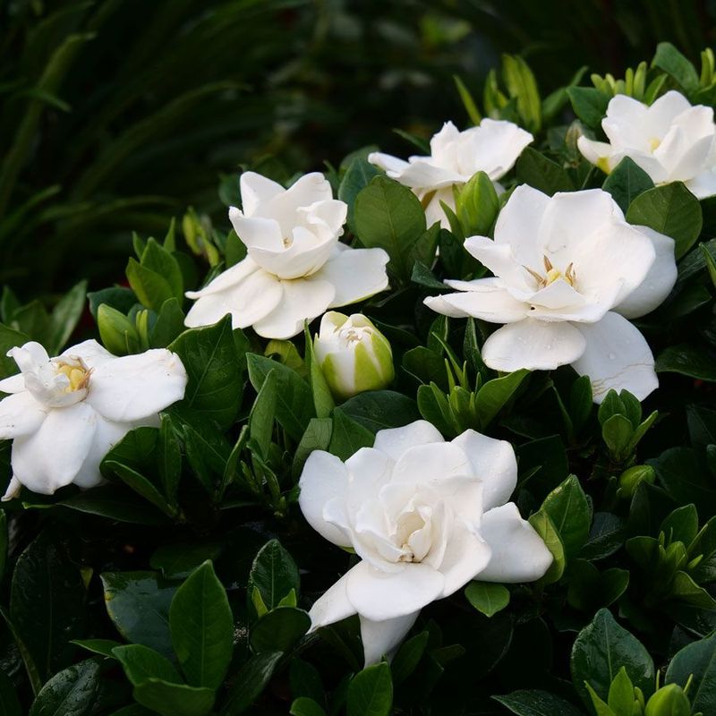 Gardenia Grandeur
