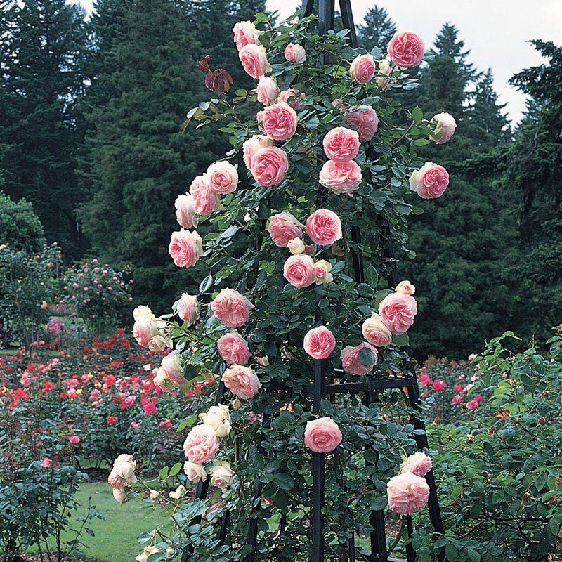 Climbing 'Eden' Rose
