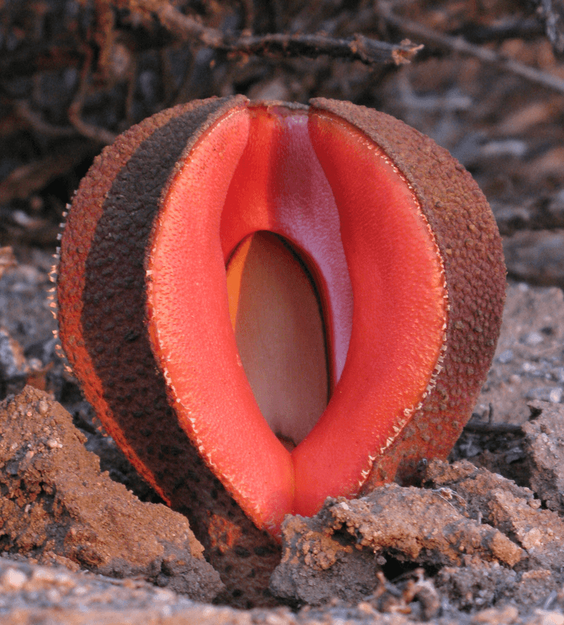 Hydnora africana (The Underground Zombie Plant)