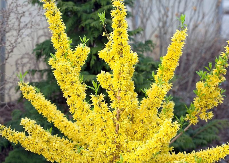 Forsythia