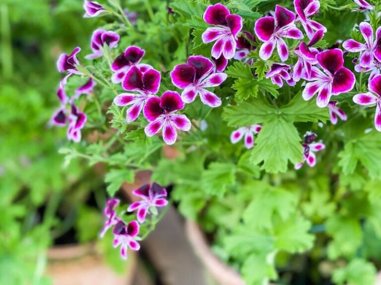 These 19 Geranium Varieties Bloom All Season With Minimal Care ...