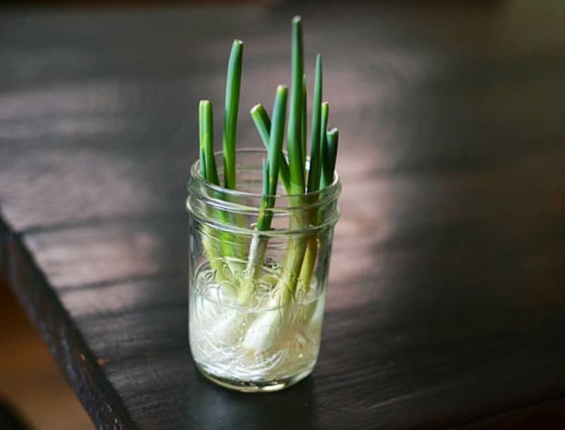 Green Onions (Scallions)