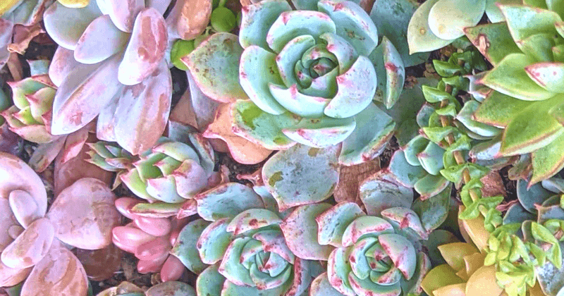 Succulents